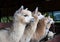 Feeding group of alpaca in the barn