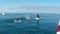 Feeding group of humpback whales