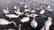 Feeding group of swans