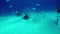 Feeding Hammerhead and Bull Sharks underwater on sandy bottom of Bahamas.