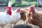 Feeding hens and rooster on farm in countryside. Agriculture industry and farming