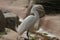 Feeding Heron in the Phoenix Zoo 1