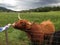 Feeding the Highland Cow