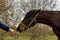 Feeding horse cookie. The horse is tied to chain and extended its upper lip