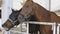 Feeding Horse in farm