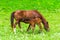 Feeding - the horse feeds the little foal