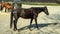 Feeding horses. Thoroughbred horses in corral eating hay from a metal hay bale feeder.