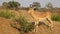 Feeding impala antelope