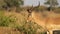 Feeding impala antelope