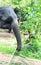 Feeding an Indian elephant