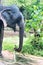 Feeding an Indian elephant