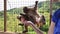 Feeding Japanese macaque