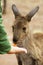 Feeding kangaroo