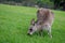 Feeding kangaroo