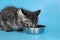 Feeding a Kitten. Kitten Food Types and Schedule. Choosing the right food for your kitten. Nutrition supports her growth