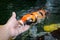 Feeding koi by hand