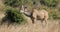 Feeding kudu antelope