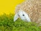 Feeding lamb with grass. Decorative sheep.