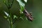 Feeding on leaves, Short-horned Grasshoppers, Habrocnemis shanensis