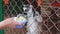 Feeding Lemurs In A Cage In A Zoo