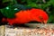 Feeding Male King Parrot