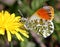 Feeding Male Orange Tip