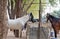 Feeding  Marwari mares. Indian authentic horse breed. Ahmedabad, Gujarat. India.