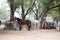 Feeding  Marwari mares. Indian authentic horse breed. Ahmedabad, Gujarat. India