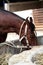 Feeding  Marwari old bay stallion. Indian authentic horse breed. Ahmedabad, Gujarat. India