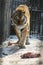 Feeding meat to a tiger in the zoo.