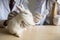 feeding medicine to sick white adorable rabbit