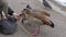 Feeding migratory birds with hands on the lake