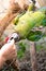 feeding military macaw in captivity, macaw concept