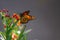 Feeding Monarch Butterfly in a Garden