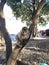 Feeding monkey, aglmam lake