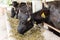 Feeding murrah buffalo in farm