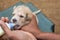 Feeding a newborn puppy from a bottle, puppy suck milk closeup