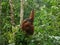 Feeding orangutan in Semenggoh Wildlife Center, Borneo, Malaysia