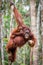 The feeding of orangutans
