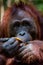 The feeding of orangutans