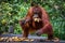 Feeding orangutans