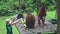 Feeding Orangutans Pongo pygmaeus in Rehabilitation Centre, Malaysia - 21 February 2018. Endangered Endemic Borneo