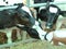 Feeding orphan baby calf