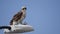 Feeding osprey hawk feeding on the freshly caught fish