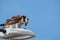 Feeding osprey hawk feeding on the freshly caught fish