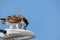 Feeding osprey hawk feeding on the freshly caught fish