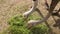 Feeding ostrich in zoo. Bird head with ling neck collect green grass from the soil. Horizontal banner wuth copy space