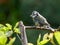 Feeding parent bluetit