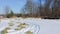 Feeding pasture cattle in winter