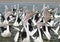 Feeding Pelicans